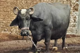 سکھر: بھینس چوری کی کوشش پر فائرنگ، 2 افراد جاں بحق