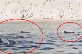 گوادر کے سمندر میں بلوم کے باوجود ڈولفنز کا گروپ ایک ساتھ دیکھا گیا