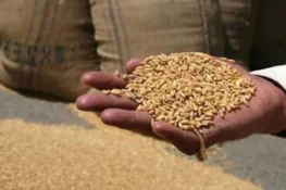 گندم کی قیمت میں 700 روپے کا اضافہ، آٹے کی قیمتیں بھی بڑھ گئیں