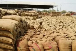 پنجاب حکومت کی پاسکو سے بڑی خریداری، 7 لاکھ ٹن گندم حاصل کر لی