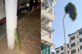 قدرت کا انوکھا کرشمہ: اسٹریٹ لائٹ کے کھمبے سے اُگ آیا بانس، منظر نے سب کو حیران کر دیا