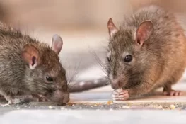 چوہوں نے 200 کلو چرس کھا لی، ناقص شواہد پر منشیات اسمگلنگ کا ملزم عدالت سے بری