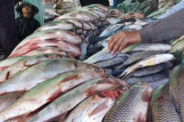 جہلم میں سردی کے ساتھ مچھلی کی طلب میں اضافہ، قیمتیں دگنی، غریب عوام کی قوتِ خرید مزید متاثر