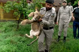 محکمہ وائلڈ لائف کا کریک ڈاؤن، جہلم سے 23 شیر برآمد، ایک ملزم گرفتار