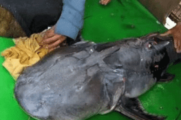 دریائے راوی سے 65 کلو وزنی دیوہیکل مچھلی برآمد، منڈی میں توجہ کا مرکز