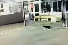 نیوزی لینڈ کے اسکول کی پراسرار چور بلی