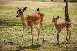لاہور: نر ہرن کے حملے میں دو کم عمر ہرن ہلاک