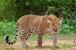 بھارت میں تیندوے کا حملہ، مزدور ہلاک