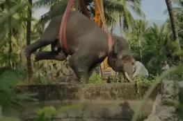 بھارت: 30 فٹ گہرے کنویں میں گرنے والا ہاتھی منفرد طریقے سے بچا لیا گیا