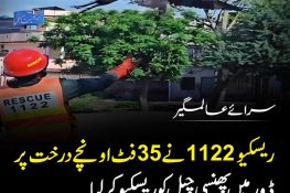 سرائے عالمگیر میں درخت پر پھنسی چیل کو ریسکیو 1122 نے بحفاظت بچا لیا