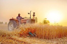 ضلع جہلم میں گندم کی کٹائی قریب، حکومتی پالیسی نہ آنے پر کسانوں میں تشویش