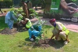 گجرات میں شجرکاری مہم تیز، دھول کالاں میں ہزاروں پودے لگانے کا آغاز