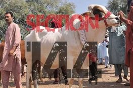 ڈپٹی کمشنر جہلم نے عیدالاضحیٰ کے موقع پر ضلع بھر میں دفعہ 144 نافذ کر دی