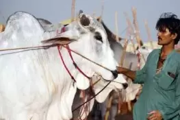 شدید گرمی کے باعث قربانی کے جانوروں میں بیماریوں کا پھیلاؤ، ویٹرنری اسپتالوں میں رش بڑھ گیا