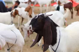 جہلم میں قربانی کے جانور بھی غیر محفوظ، شہری کا بکرا چوری