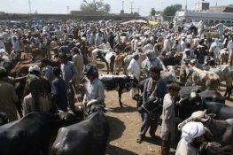 عیدالاضحیٰ پر قربانی کا نیا ریکارڈ، 74 لاکھ 70 ہزار جانور ذبح، کھالوں کی مالیت 8 ارب 67 کروڑ روپے